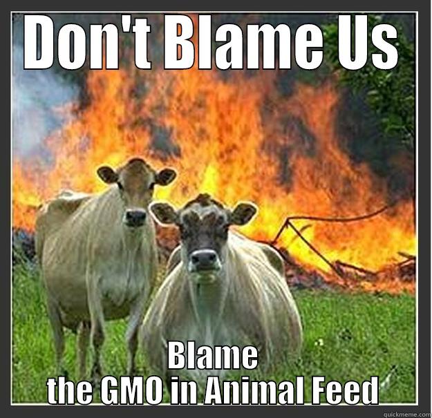 DON'T BLAME US BLAME THE GMO IN ANIMAL FEED Evil cows