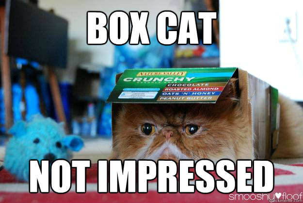 Box Cat Not Impressed  