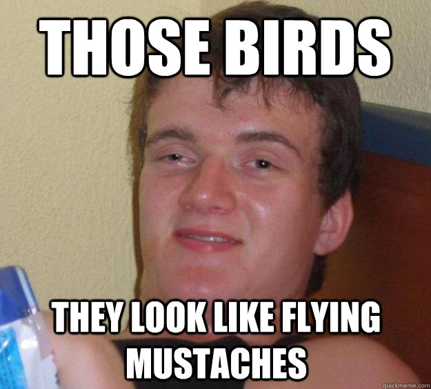 those birds they look like flying mustaches  10 Guy