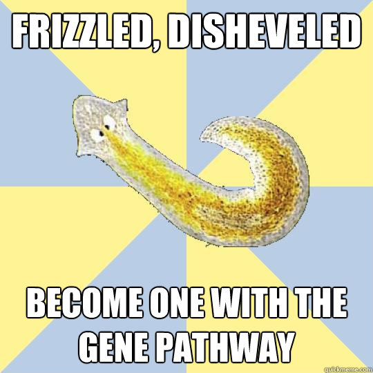 Frizzled, Disheveled become one with the gene pathway - Frizzled, Disheveled become one with the gene pathway  Bio Major Planarian