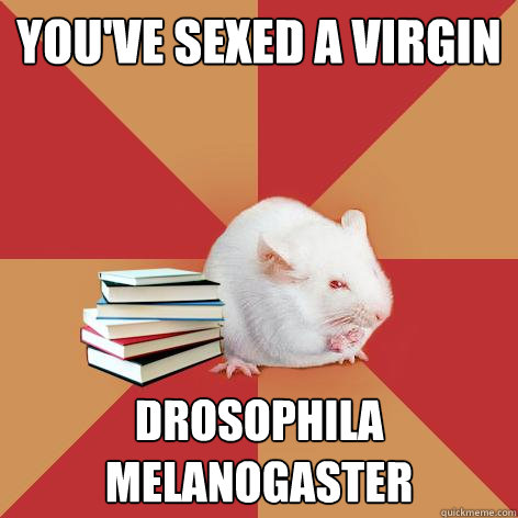 You've sexed a virgin drosophila melanogaster - You've sexed a virgin drosophila melanogaster  Science Major Mouse