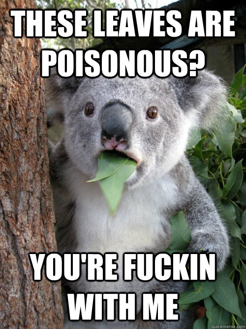 These leaves are poisonous? you're fuckin with me  koala bear