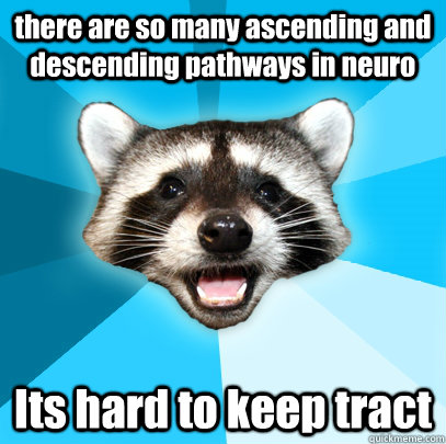 there are so many ascending and descending pathways in neuro Its hard to keep tract   Lame Pun Coon