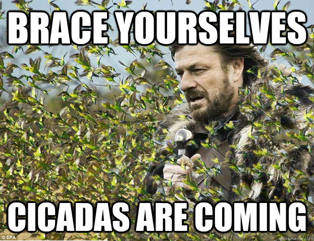 Brace Yourselves cicadas are coming - Brace Yourselves cicadas are coming  Brace Yourselves