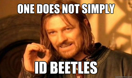 One Does Not Simply ID beetles  Boromir