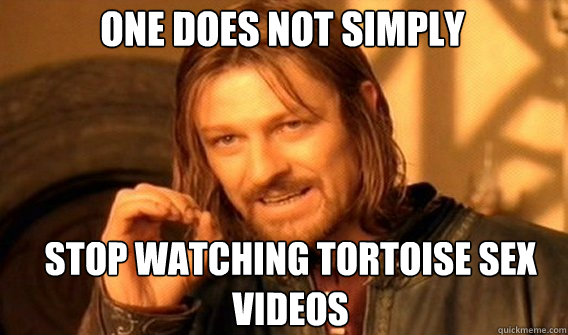 One does not simply Stop watching tortoise sex videos  Boromir