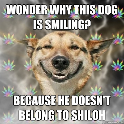 Wonder why this dog is smiling? Because he doesn't belong to Shiloh  Stoner Dog