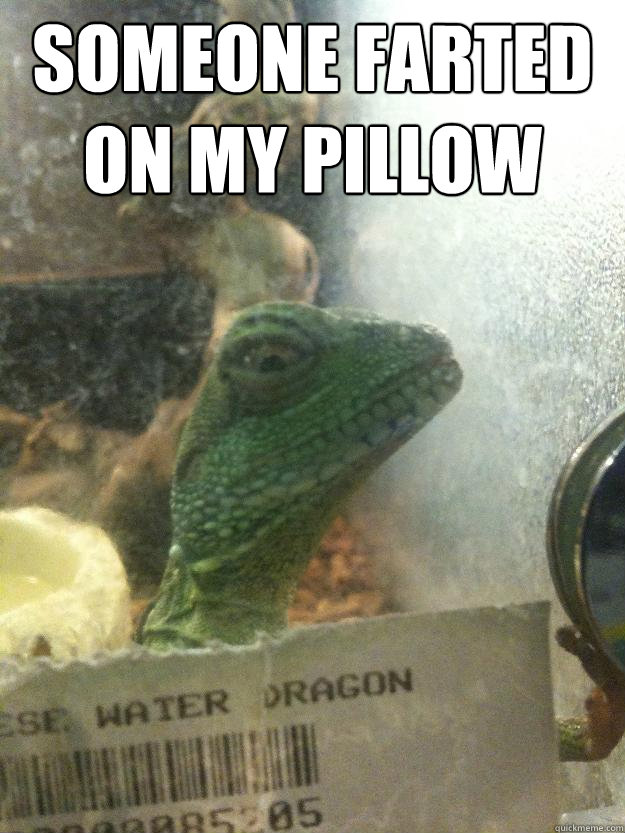 someone farted on my pillow   Leery Lizard