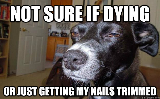 not sure if dying or just getting my nails trimmed - not sure if dying or just getting my nails trimmed  Skeptical Mutt