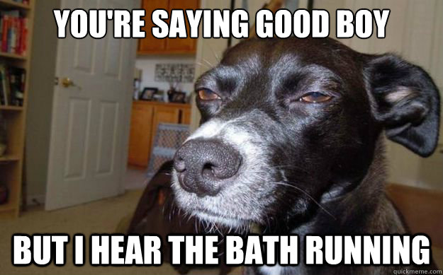 you're saying good boy but i hear the bath running  Skeptical Mutt