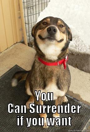  YOU CAN SURRENDER IF YOU WANT Good Dog Greg