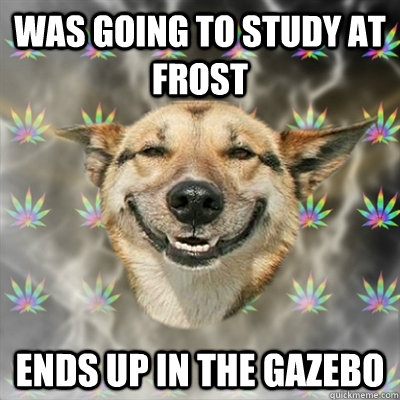 was going to study at frost ends up in the gazebo  Stoner Dog