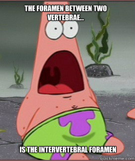 is the intervertebral foramen The foramen between two vertebrae...  Holy Shit Patrick