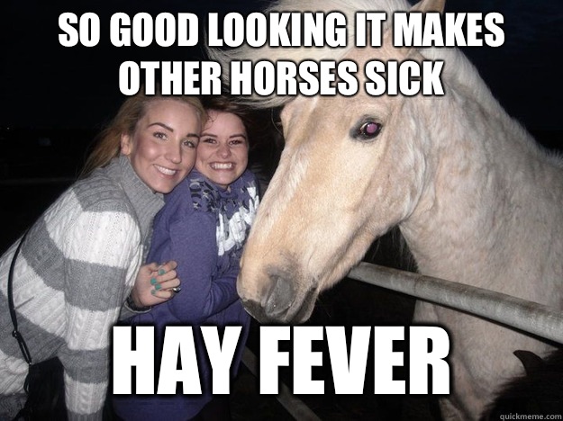 So good looking it makes other horses sick Hay fever  Ridiculously Photogenic Horse