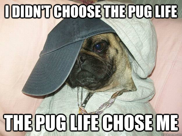i didn't choose the pug life the pug life chose me  Pug Life
