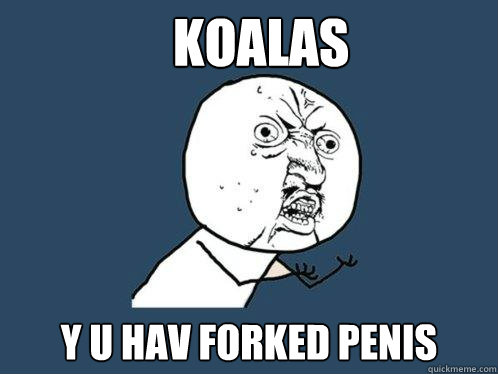 koalas y u hav forked penis  Y U No