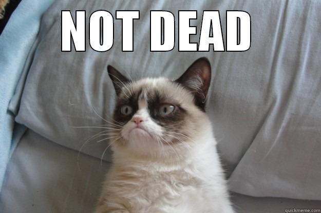 NOT DEAD  Grumpy Cat