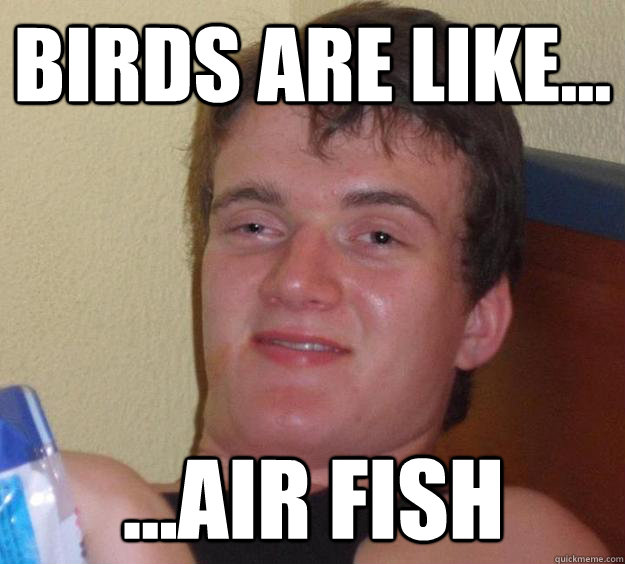 Birds are like... ...air fish  10 Guy