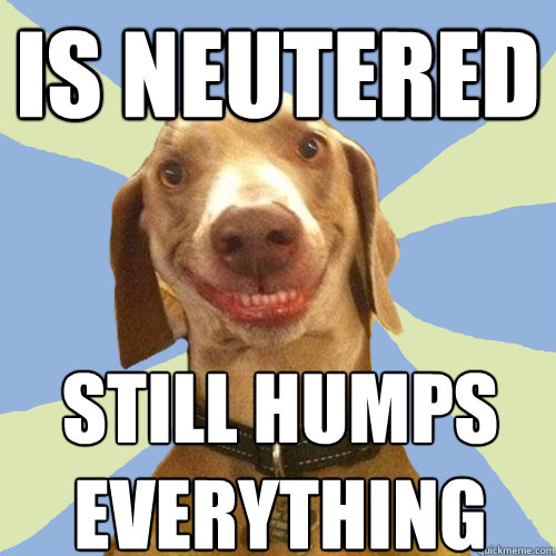 is neutered  still humps everything  Disgusting Doggy