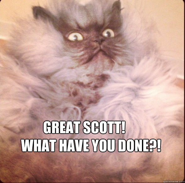GREAT SCOTT!  WHAT HAVE YOU DONE?! - GREAT SCOTT!  WHAT HAVE YOU DONE?!  shocked cat