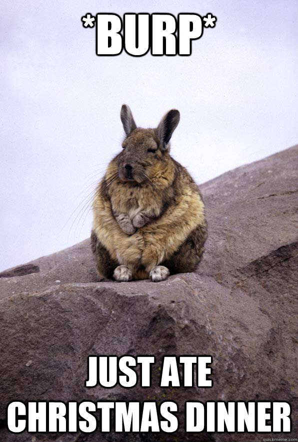 *BURP* just ate christmas dinner  Wise Wondering Viscacha