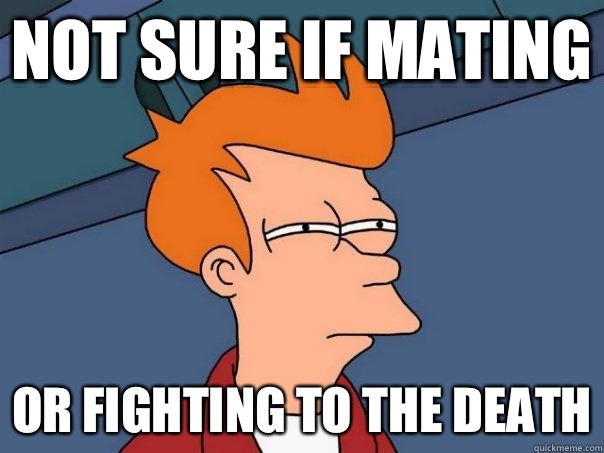 Not sure if mating Or fighting to the death  Futurama Fry