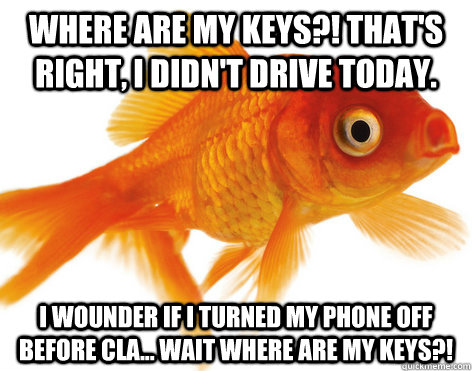 Where are my keys?! That's right, I didn't drive today. I wounder if I turned my phone off before cla... Wait where are my keys?!  Forgetful Fish