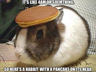 It's like 4am or soemthing. So here's a rabbit with a pancake on its head  