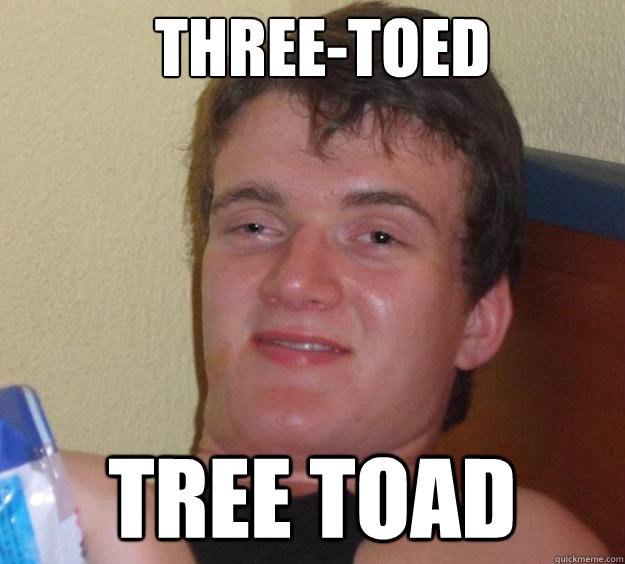 three-toed tree toad - three-toed tree toad  10 Guy