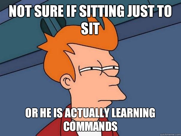 Not sure if sitting just to sit  Or he is actually learning commands  - Not sure if sitting just to sit  Or he is actually learning commands   Futurama Fry