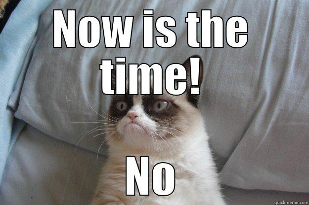 Now is the time - NOW IS THE TIME! NO Grumpy Cat