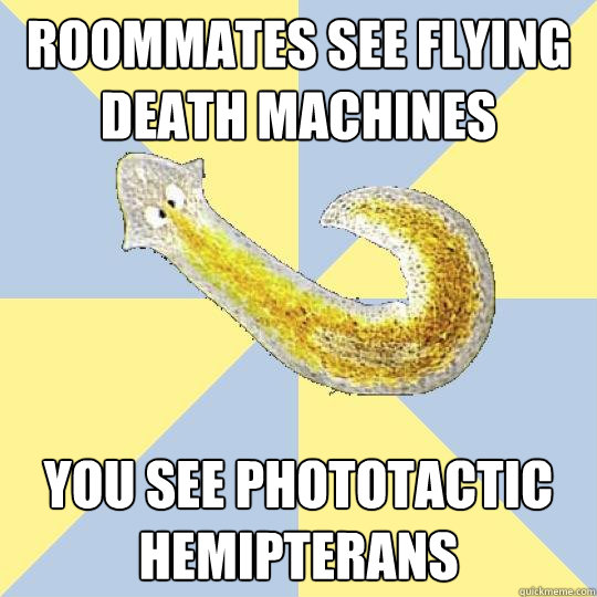 Roommates see flying death machines You see phototactic hemipterans  Bio Major Planarian