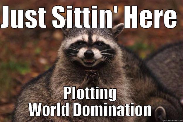 JUST SITTIN' HERE  PLOTTING WORLD DOMINATION Evil Plotting Raccoon