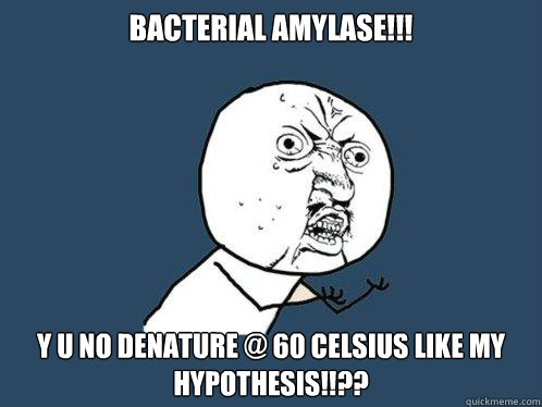 bacterial AMYLASE!!! y u no denature @ 60 Celsius like my hypothesis!!?? - bacterial AMYLASE!!! y u no denature @ 60 Celsius like my hypothesis!!??  Y U No