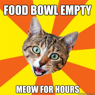 FOOD BOWL EMPTY MEOW FOR HOURS - FOOD BOWL EMPTY MEOW FOR HOURS  Bad Advice Cat