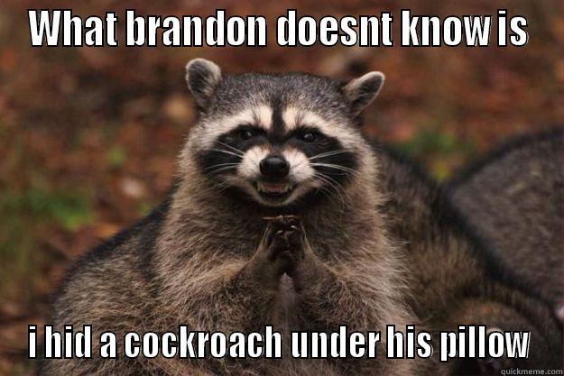 >:) rrrr - WHAT BRANDON DOESNT KNOW IS I HID A COCKROACH UNDER HIS PILLOW Evil Plotting Raccoon