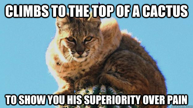 Climbs to the top of a cactus To show you his superiority over pain  Insanity Cat