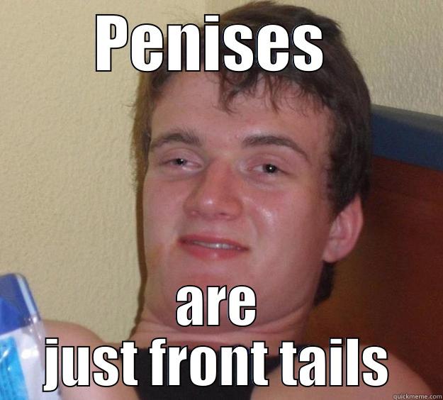 PENISES  ARE JUST FRONT TAILS 10 Guy