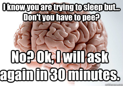 I know you are trying to sleep but... Don't you have to pee? No? Ok, I will ask again in 30 minutes.  Scumbag Brain