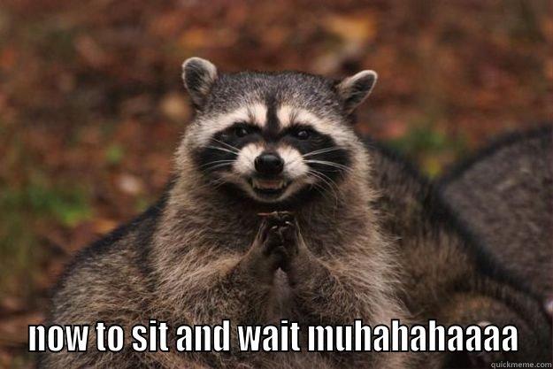  NOW TO SIT AND WAIT MUHAHAHAAAA Evil Plotting Raccoon