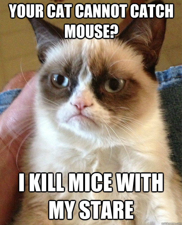 Your cat cannot catch mouse? I kill mice with my stare - Your cat cannot catch mouse? I kill mice with my stare  Grumpy Cat