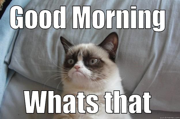 GOOD MORNING WHATS THAT Grumpy Cat