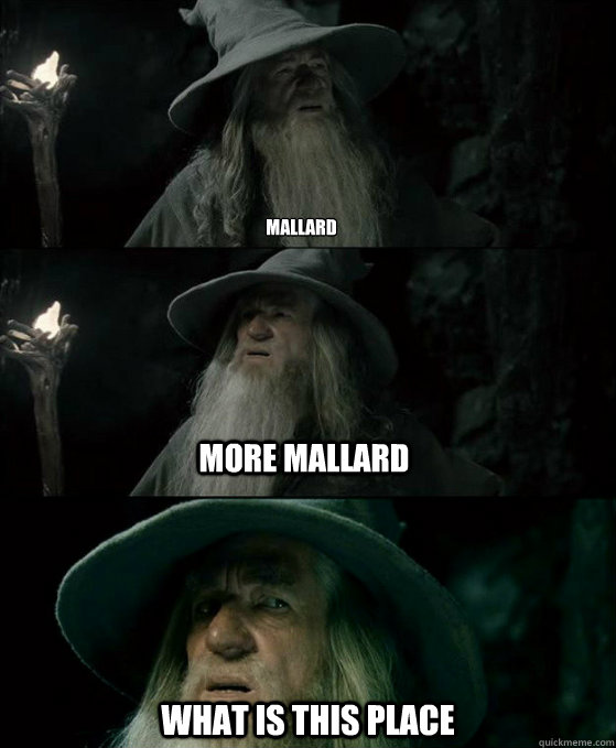 Mallard what is this place More mallard  Confused Gandalf