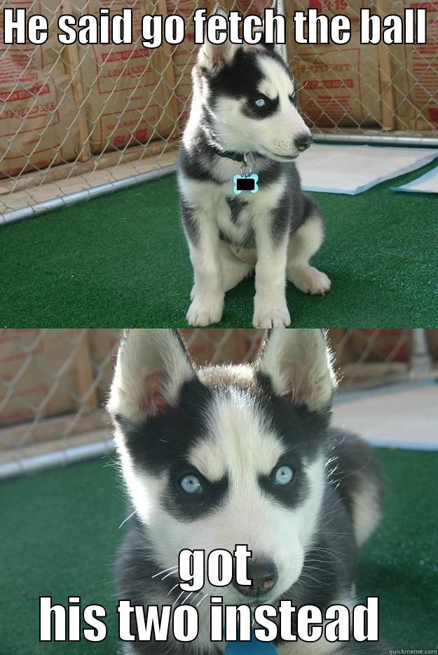 Go fetch  - HE SAID GO FETCH THE BALL  GOT HIS TWO INSTEAD  Insanity puppy