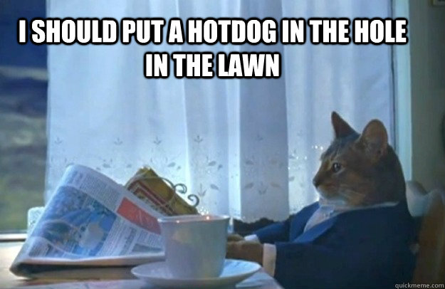 I should put a hotdog in the hole in the lawn  Sophisticated Cat