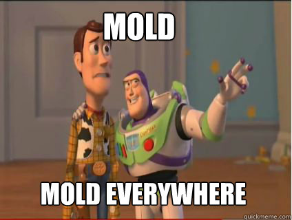 Mold Mold Everywhere  woody and buzz