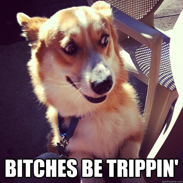  Bitches be trippin'  Defensive Corgi