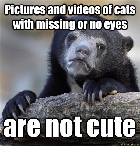 Pictures and videos of cats with missing or no eyes are not cute  Confession Bear