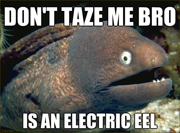 DON'T TAZE ME BRO IS AN ELECTRIC EEL  Bad Joke Eel