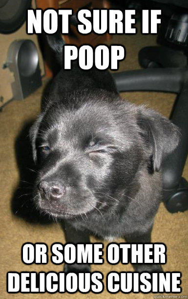 not sure if poop or some other delicious cuisine - not sure if poop or some other delicious cuisine  Fry Puppy